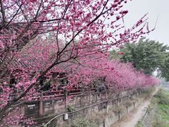-望江楼公园