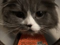 -安安宠医·安宠宠物医院