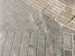 -长平老姿娘夜粥(平东一街店)