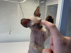 -翊宠yipet猫狗购宠庄园犬舍•猫舍