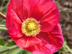 -松山湖梦幻百花洲