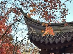 -秋霞圃