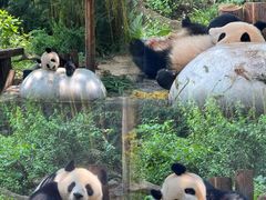 -广州长隆国际大马戏