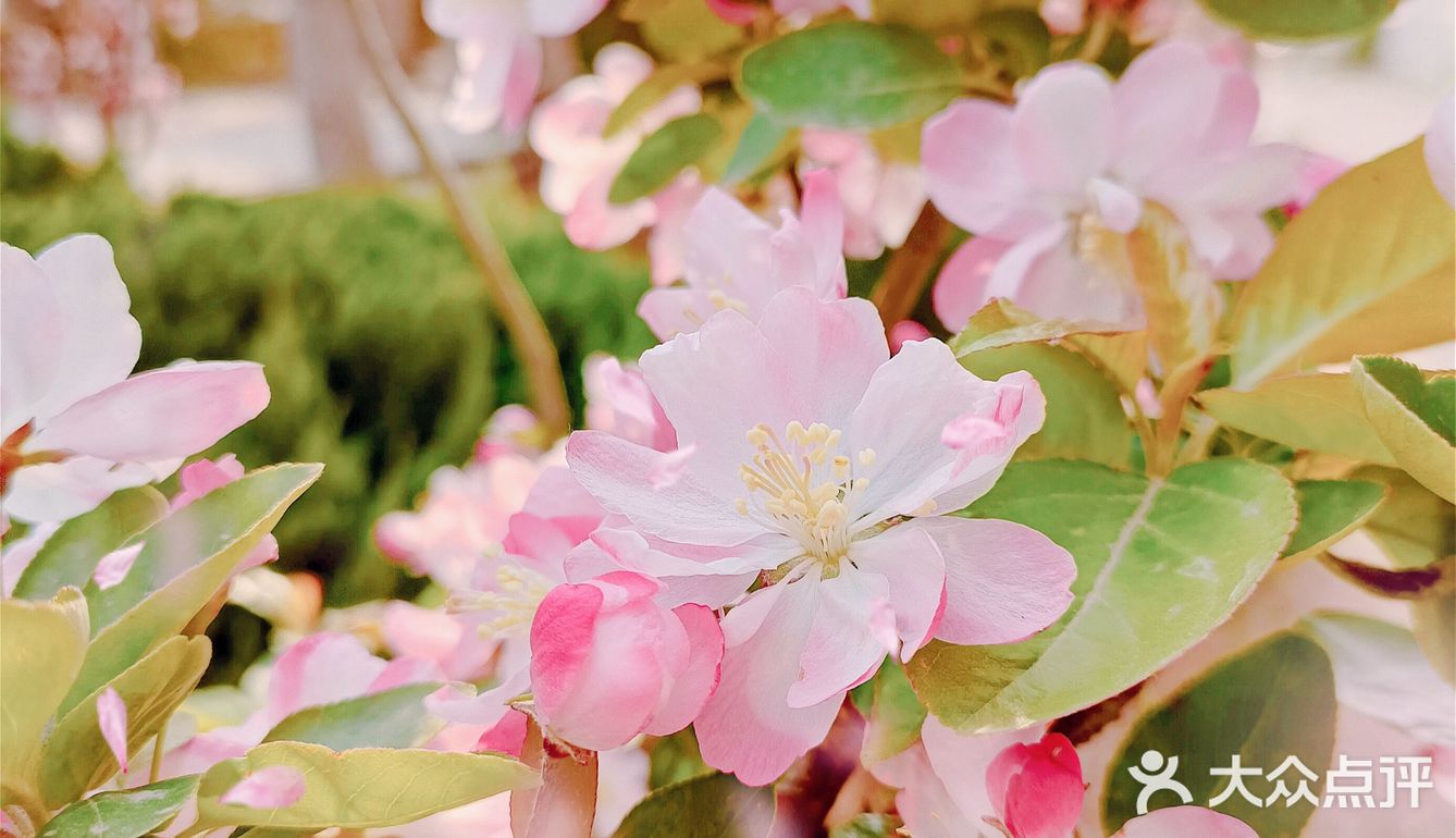 🌸随手拍，小区里的春天