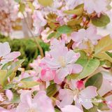🌸随手拍，小区里的春天