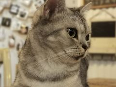 -吉丁鸟咖·异宠·寄养