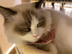 -喵喵咪呀布偶猫咖(春熙路店)
