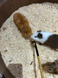 -Zoolung Zoolung动物主题公园(海信广场店)