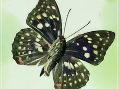 -上海昆虫博物馆