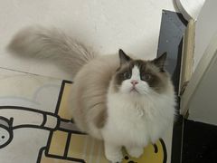 -猫爷宠物生活馆·撸猫馆