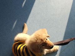 -博特宠物医院24h犬猫全科.骨科·异宠