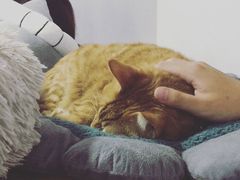 -李小姐の猫咖啡馆(五角场店)