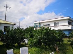 -柑橘农场