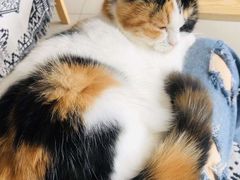 -平行世界·猫咖(首经贸店)