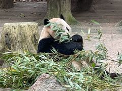 -都江堰中华大熊猫苑
