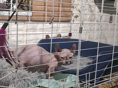 -平行世界·猫咖(首经贸店)