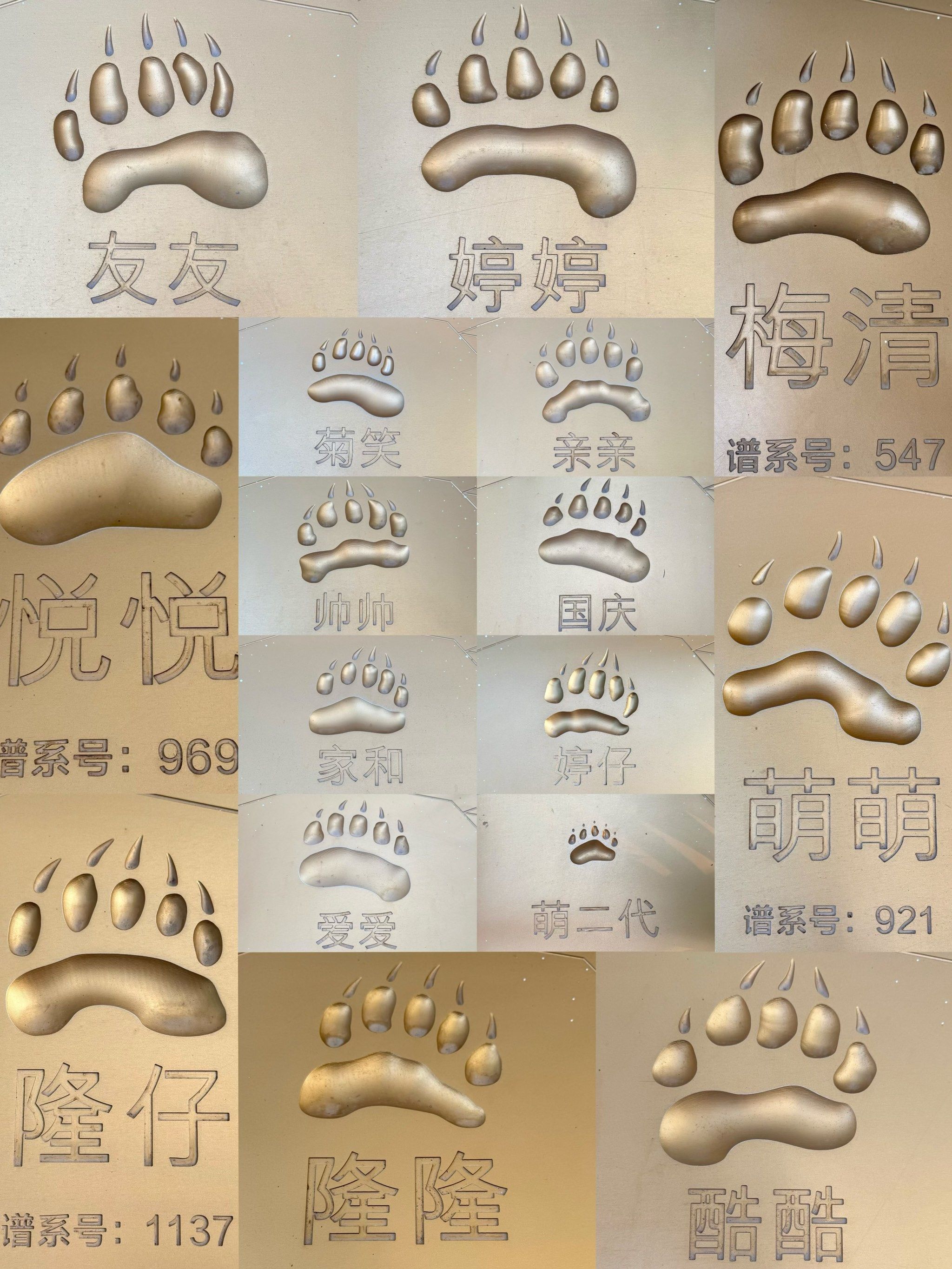 🐼广州长隆大熊猫爪印🐾