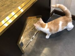 -宠爱国际动物医院·消化内科·心肾内科·ISFM猫友好(望京店)