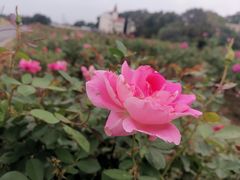 -上海辰山植物园