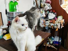 -楼上猫咖(罗湖店)
