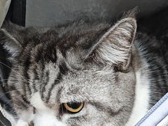 -瑞派动物医院·绝育·犬猫全科·预防医学(光景江南中店)