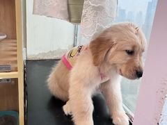 -共舞时光猫咖·狗咖(新街口店)