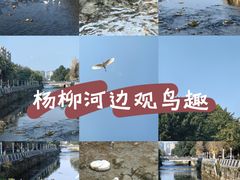 -杨柳河(地铁站)