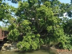 -东寨港红树林旅游区