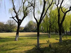 -柳浪闻莺公园