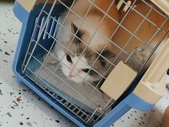 -瑞派康怡24h宠物医院·犬猫医疗中心·微创绝育(瑞景分院)