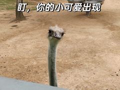 -西霞口神雕山野生动物世界