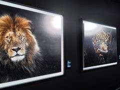 -罗红摄影艺术馆