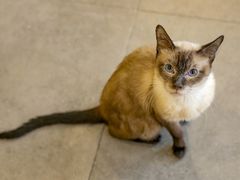 -飞行喵MR PILOT|猫舍·猫咖(静安大融城店)