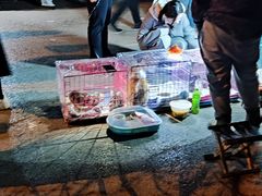-中环花鸟鱼虫市场