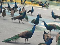 -西双版纳原始森林公园