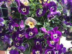 -南通洲际绿博园