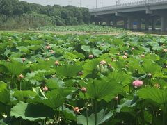 -荷塘月色湿地公园·向阳花洲