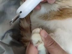 -PETKIT小佩宠物(古北店)