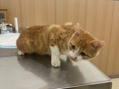 -米苏动物医院·犬猫专科·骨科外科内窥镜