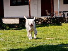 -翊宠yipet猫狗购宠庄园犬舍•猫舍