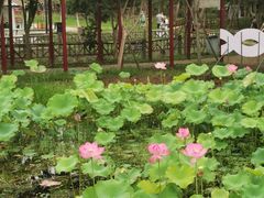 -武汉紫薇都市田园