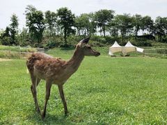 -大塘金香草谷