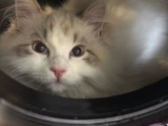 -宠爱国际动物医院· 猫科· 外科·中兽医(长白店)