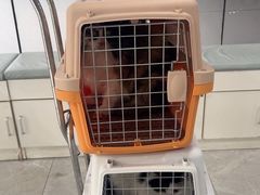 -中农国际动物医院24小时·猫科·骨科·急重症中心