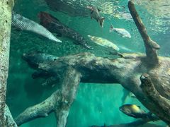 -上海海洋水族馆