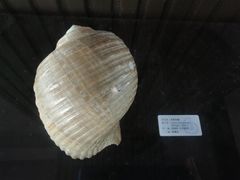 -贝壳王国博物馆