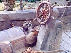 -上海野生动物园