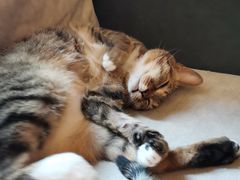-滚猫咖啡·猫咖·猫友好撸猫(未来城店)