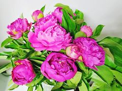 -双季花艺园艺市场(浦东店)