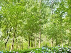 -合肥滨湖国家森林公园